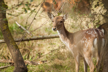 A fallow deer doe looking at the camera