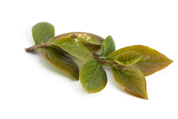 Fresh green leaves branch isolated on white background