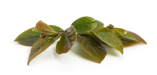 Fresh green leaves branch isolated on white background