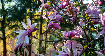 Pink spring flowers with sun lights in the background.