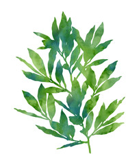 Watercolour laurel branch isolated on a white background. Decorative image for creative design of cards, invitations, banners, websites, posters, etc. Beautiful hand painted illustration. Green colour