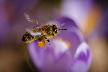 Violet crocus flowers with bee in spring