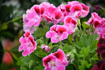 pink and red flowers with green leaves