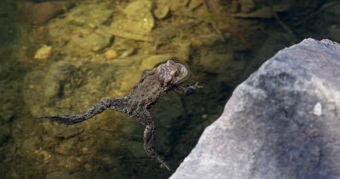 Common toad or European-toad, Bufo bufo in natural environment, floating on spring pond, showing his orange eyes - Czech Republic, Europe wildlife
