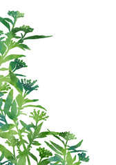 Fototapeta premium Beautiful watercolour branches isolated on a white background. Decorative image for creative design of cards, invitations, banners, websites, posters, etc. Hand painted illustration. Spring flowers.