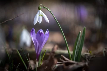 Fotobehang Krokus Violet crocus and snowdrop flowers in spring   © Vesna