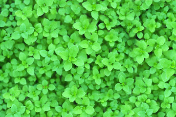 Chickweed or Stellaria media, green plant, top view