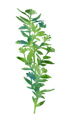 Green watercolour plant isolated on a white background. Decorative image for creative design of cards, invitations, banners, websites, posters, etc. Beautiful hand painted illustration.