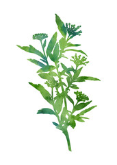 Beautiful watercolour plant isolated on a white background. Decorative image for creative design of cards, invitations, banners, websites, posters, etc. Hand painted illustration. Green color.