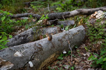 Chipmunk on old stump in the forest