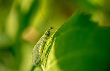 A green Goldeneye sits on a leaf of grass. Chrysopidae, Neuroptera