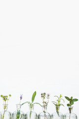 Bottle of essential oil with herbs lavender flower, rosemary ,flower of  canons,thyme and peppermint set up on white background. vertical photo