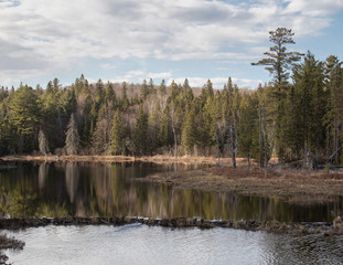 Fototapeta na wymiar Soft reflections of trees and sky in a pond in Algonquin Park in spring