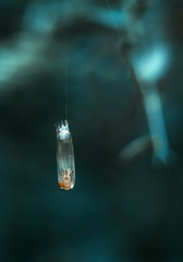 A transparent cocoon hangs on a web in the garden