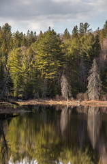 Obraz premium A beautiful spring scenery and reflections at a beaver pond in springtime in late afternoon sun
