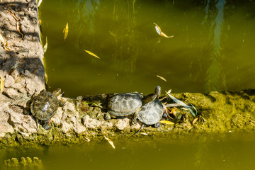 Turtles on a bank of the small pond