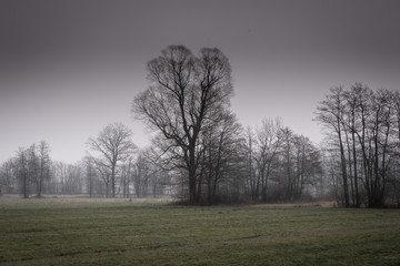 Ljubljana marshes on foggy spring morning