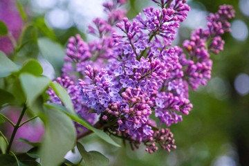 close up of lilac flowers
