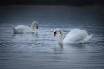 White swans in Podpec lake on misty morning