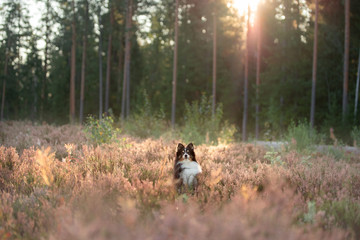 Obraz na płótnie Canvas The dog in colors, grass. Active happy sheltie. Pet on the nature