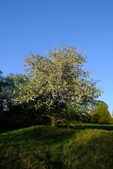 Naklejka premium Baum