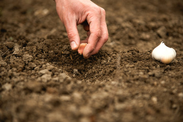 Planting garlic