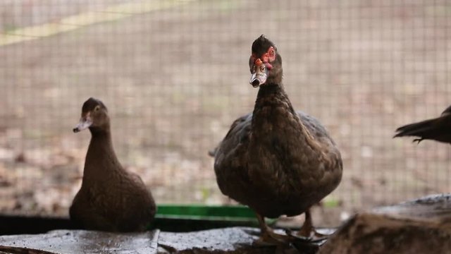 A poultry farm in agriculture, a duck farm and breeding, cute ducks on a walk waiting for feeding.