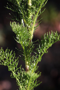 Scentless false mayweed leaves ( Tripleurospermum inodorum ) with green thin pinnately lobed blades