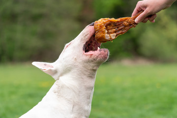 White bull terrier grabbing a meat treat