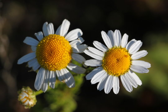 Scentless false mayweed blossoms ( Tripleurospermum inodorum ) with ligulate and disc florets in bloom