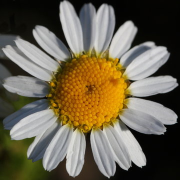 Scentless false mayweed blossom ( Tripleurospermum inodorum ) with ligulate and disc florets in bloom