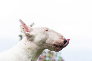 white bull terrier dog sticking tongue out funny portrait