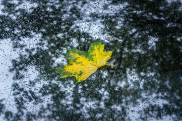 Obraz premium Autumn maple leaf on car windshield glass with raindrops around