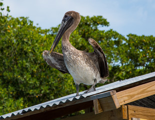 pelican on a tin roof