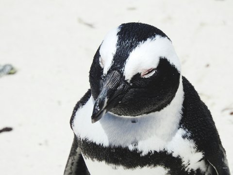 Close-up Of Penguin On Snow