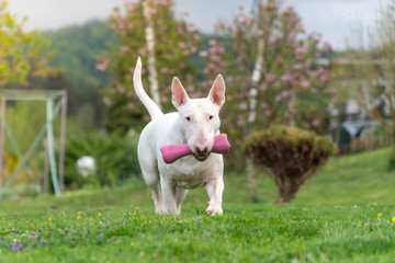 Playful white bull terrier dog with pink toy, funny portrait
