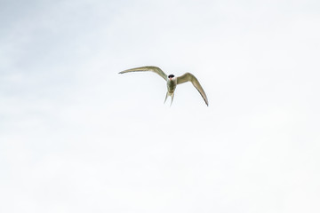 Iceland Birds Nature Animal Icelandic Duck Swan Mallard Duck Seagull