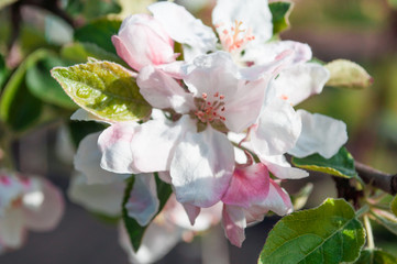 tree blossom
