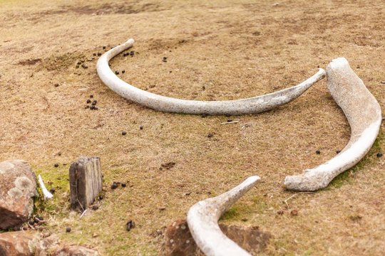 whale bones history museum maria island tasmania