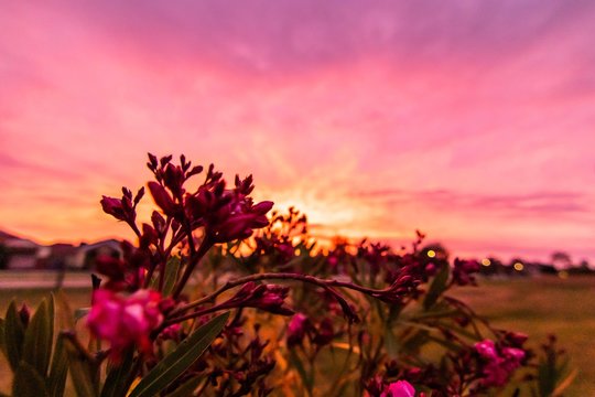 pink sunset and flowering tree
