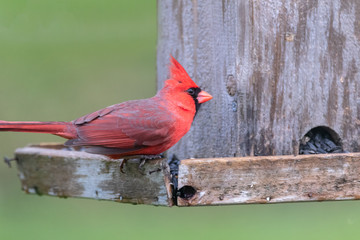 male red cardinal at feeder showing off his mohawk 