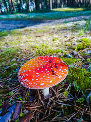 fly agaric mushroom