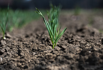 A bed of young green garlic shoots