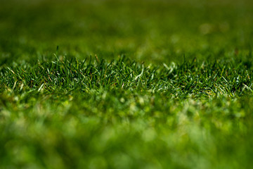green grass background