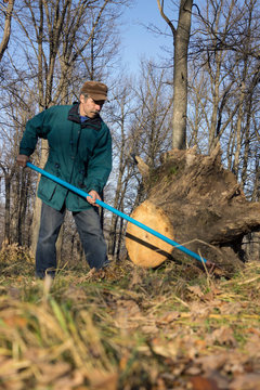 A man makes tidy in an old park, raking  foliage