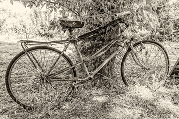 An old rusty bicycle rest against a tree. This Bicycle had seen better days.