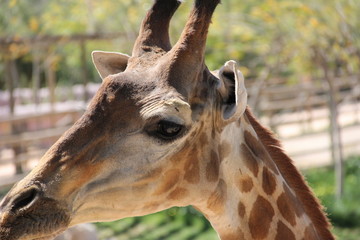 close up of giraffe head