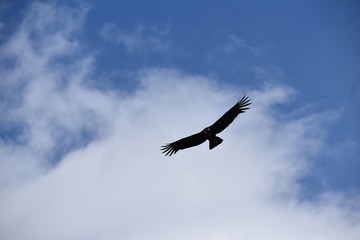 Obraz premium Condor