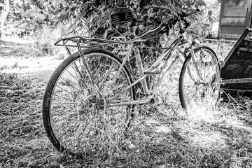 Obraz premium An old rusty bicycle rest against a tree. This Bicycle had seen better days.