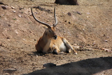 antelope in the zoo